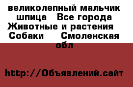 великолепный мальчик шпица - Все города Животные и растения » Собаки   . Смоленская обл.